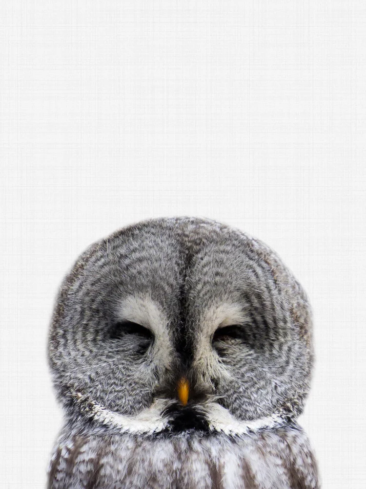 Owl - fotokunst von Vivid Atelier