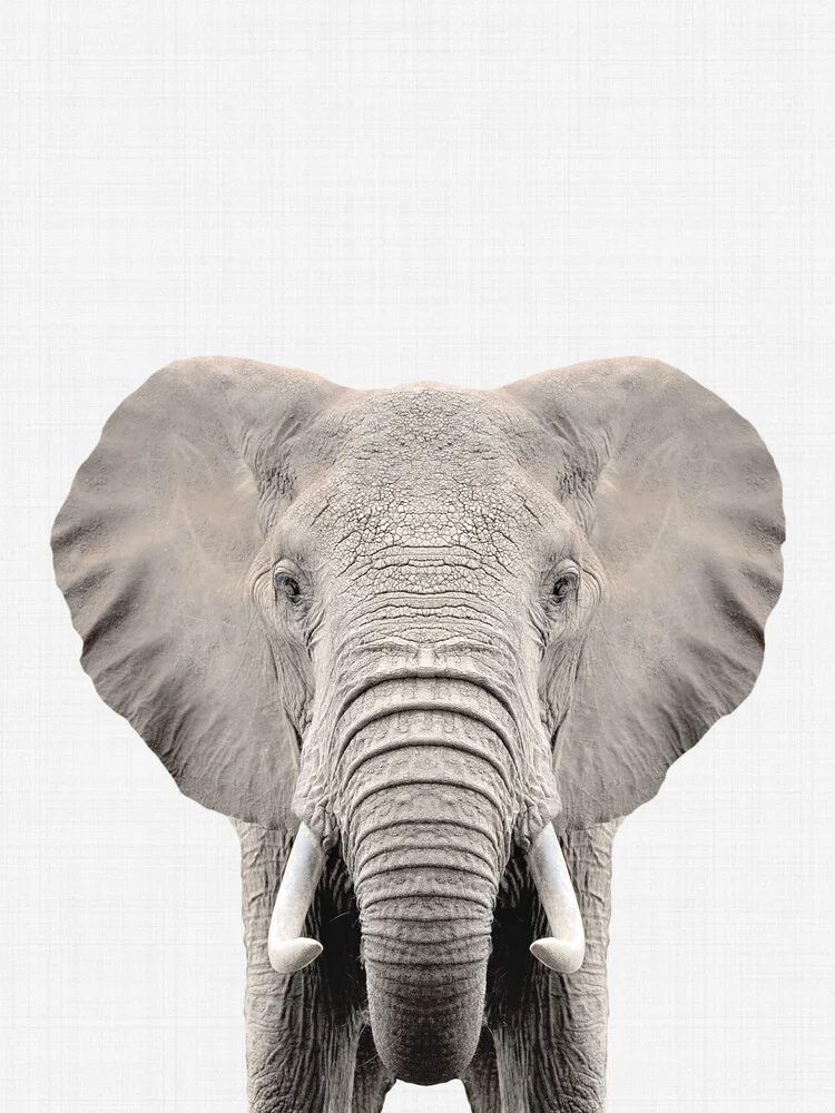 Elephant - fotokunst von Vivid Atelier