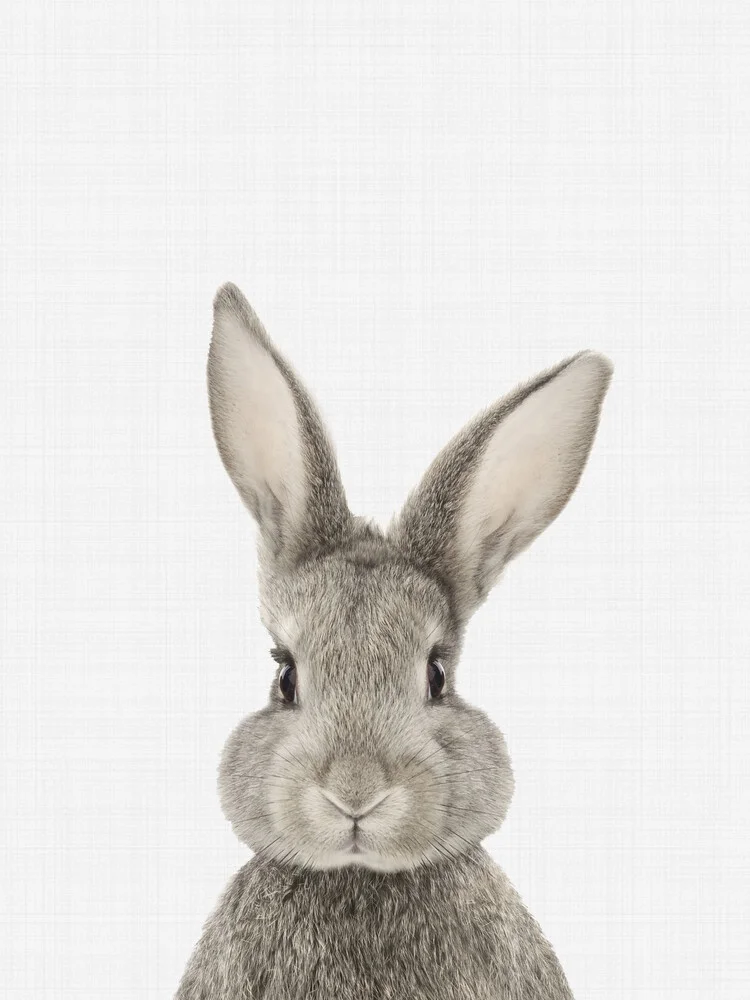 Rabbit - Fineart photography by Vivid Atelier