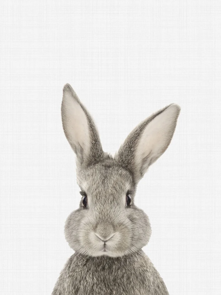 Rabbit - fotokunst von Vivid Atelier