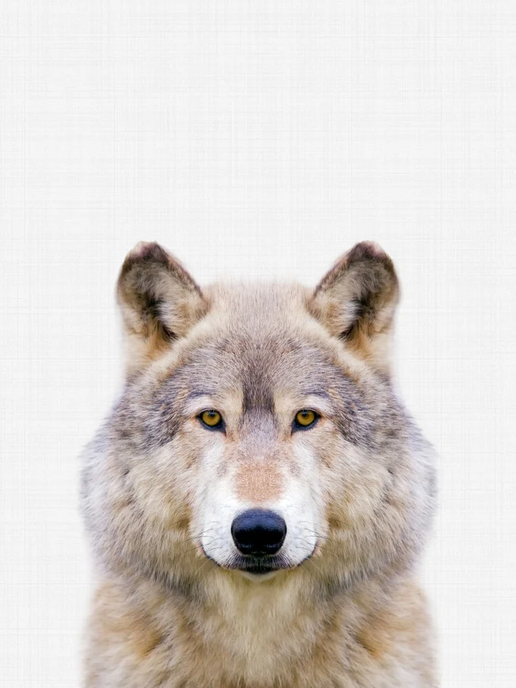 Wolf - fotokunst von Vivid Atelier