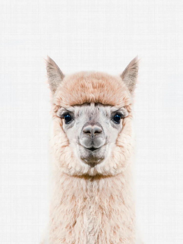 Alpaca - Fineart photography by Vivid Atelier