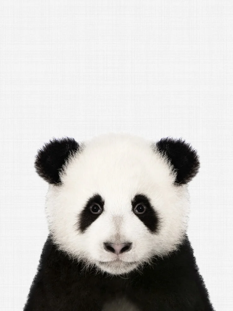 Panda - fotokunst von Vivid Atelier