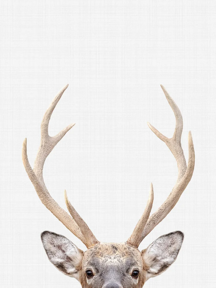 Deer - fotokunst von Vivid Atelier