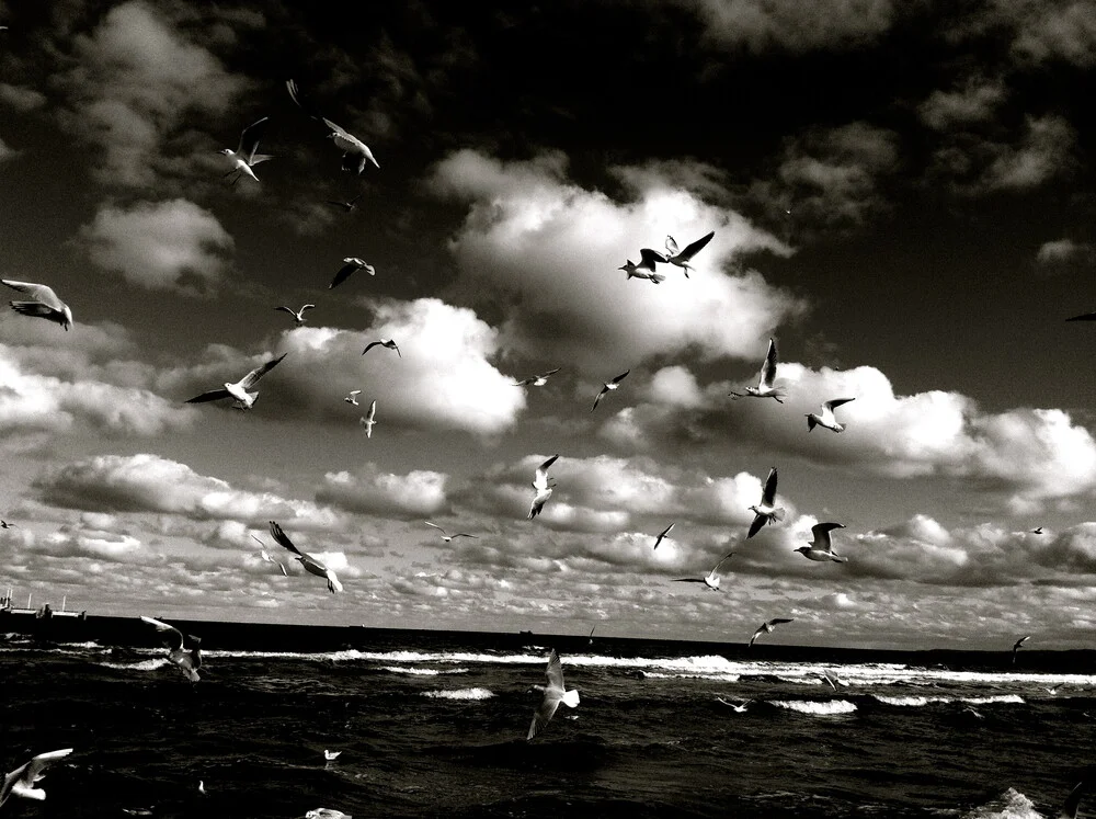 black birds - Fineart photography by Linda Steinhoff