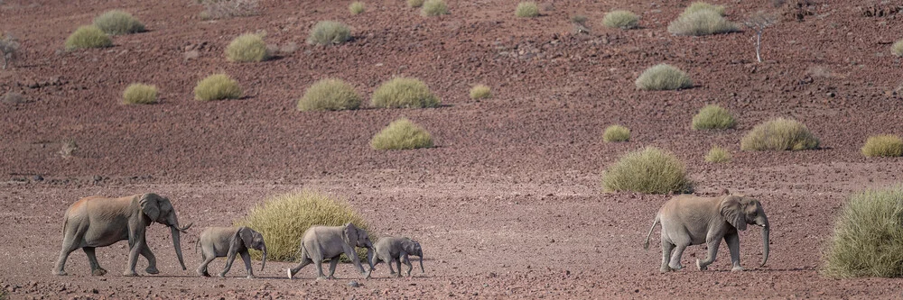 Elefantenparade Palmwag Konzession Namibia - fotokunst von Dennis Wehrmann