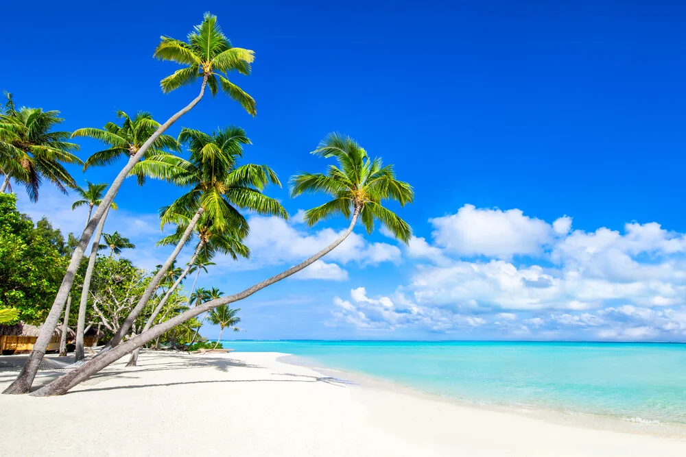 Palmenstrand auf Bora Bora - fotokunst von Jan Becke