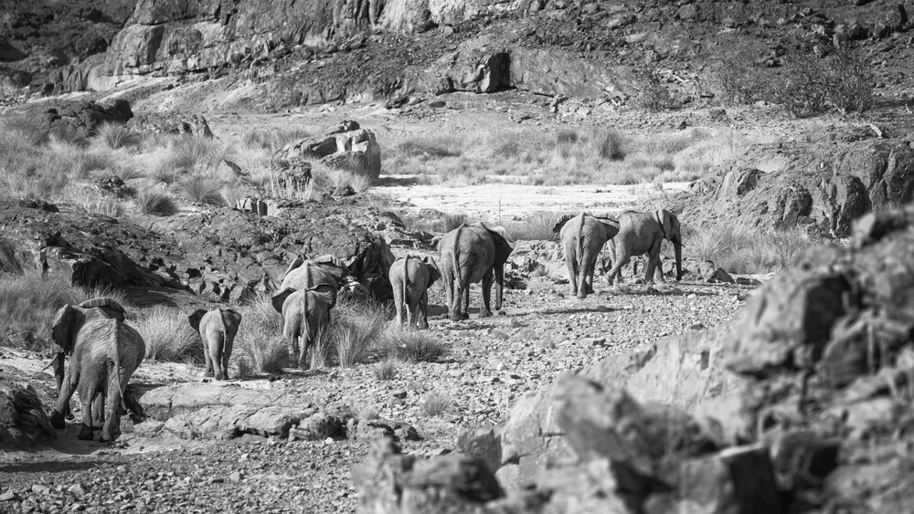 Elephant family in the Aub Canyon at the Palmwag Concession in Namibia - Fineart photography by Dennis Wehrmann