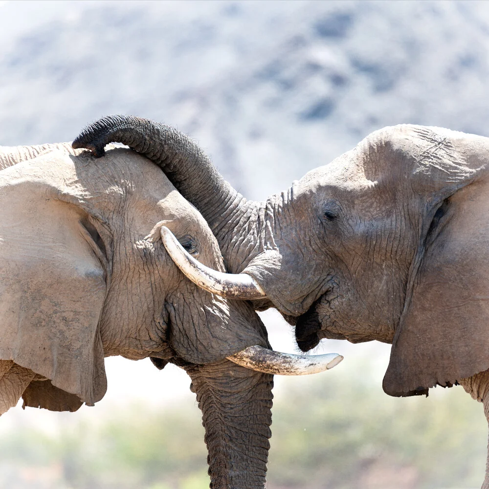 Elephants love - Fineart photography by Dennis Wehrmann
