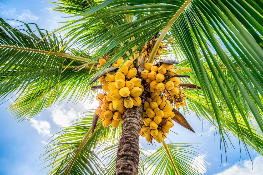 Kokospalme am Strand - fotokunst von Jan Becke