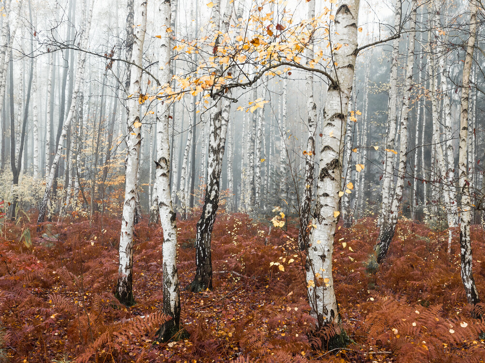 Fairytale Forest - Fineart photography by Holger Nimtz
