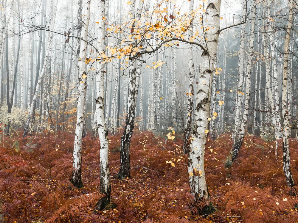 Märchenwald - fotokunst von Holger Nimtz