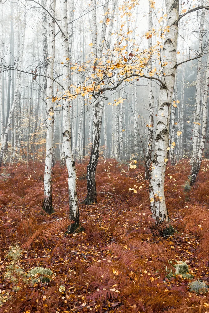 Birch forest - Fineart photography by Holger Nimtz