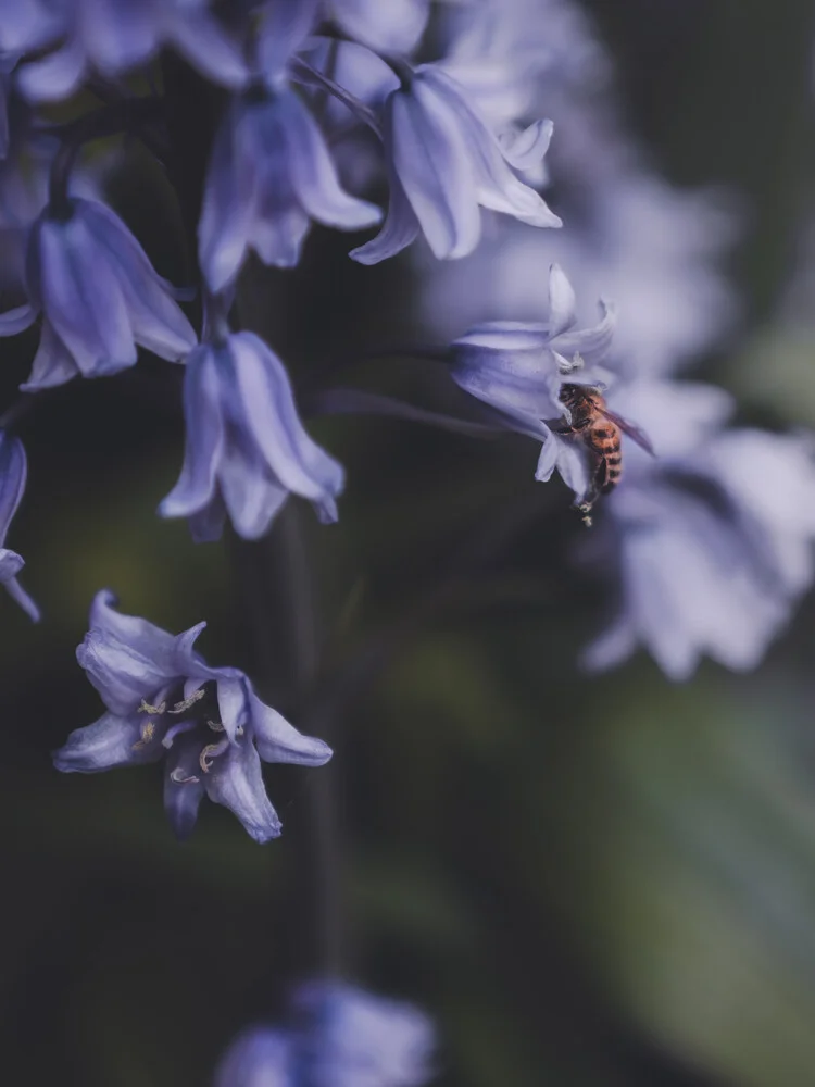 Grafting - fotokunst von Ashley Groom