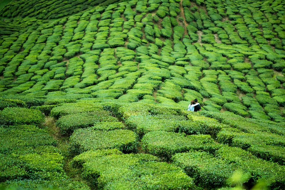 Love in the Cameron Highlands - Fineart photography by Christian Köster