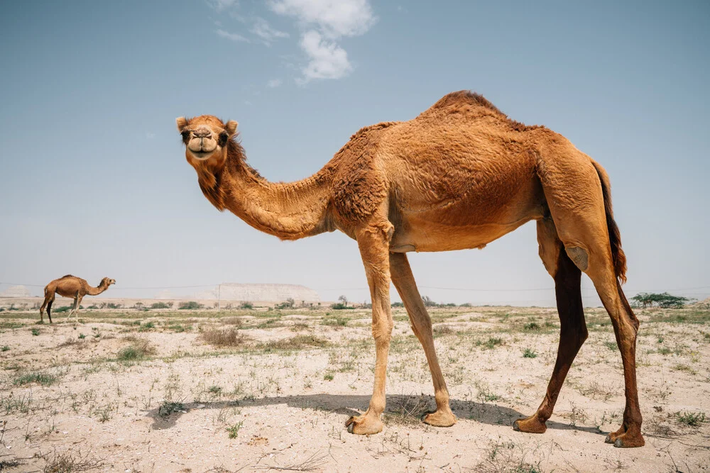 Kamele im Iran - fotokunst von Claas Liegmann