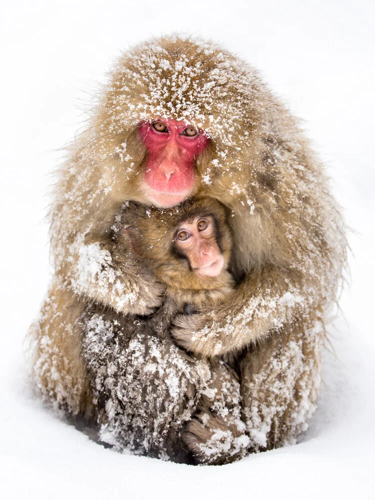 Japanische Schneeaffen - fotokunst von Jan Becke