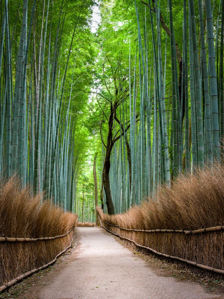 Bambuswald in Arashiyama - fotokunst von Jan Becke