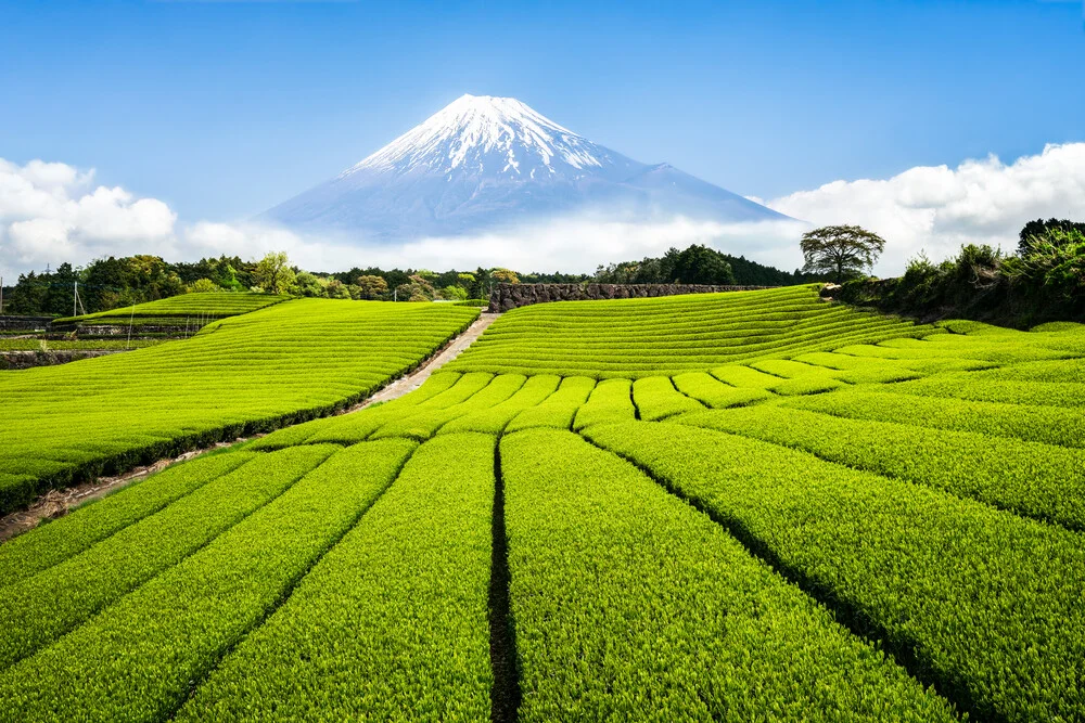 Teeplantagen am Fuße des Berg Fuji - fotokunst von Jan Becke