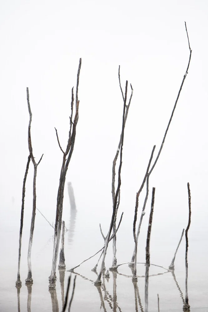 Äste im Nebel - fotokunst von Marius Kayser