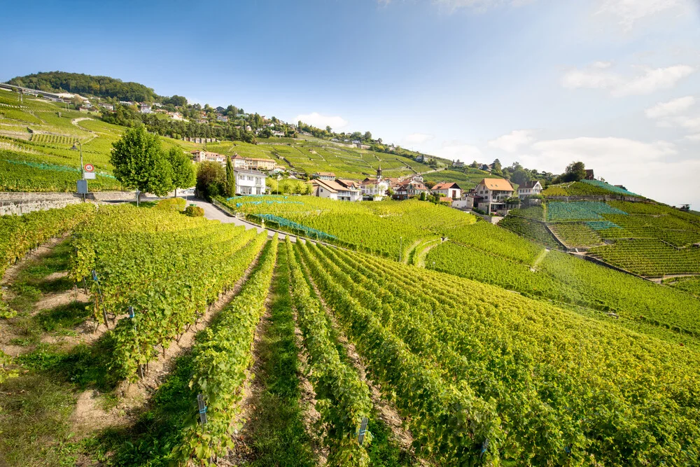 Weinterrassen von Lavaux - fotokunst von Jan Becke