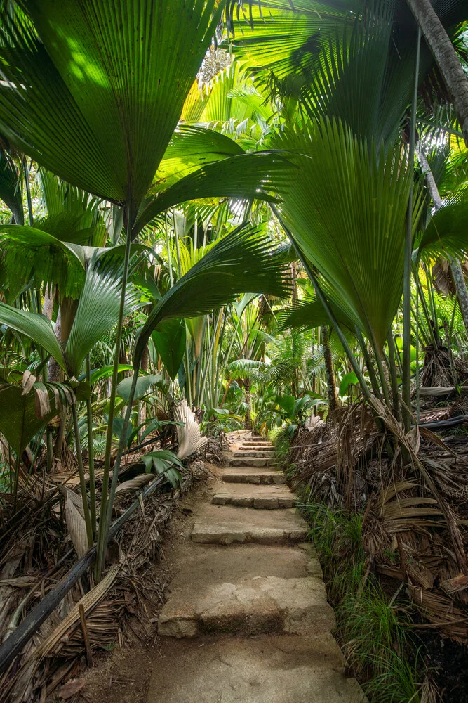 Vallee de Mai Nationalpark - fotokunst von Jan Becke