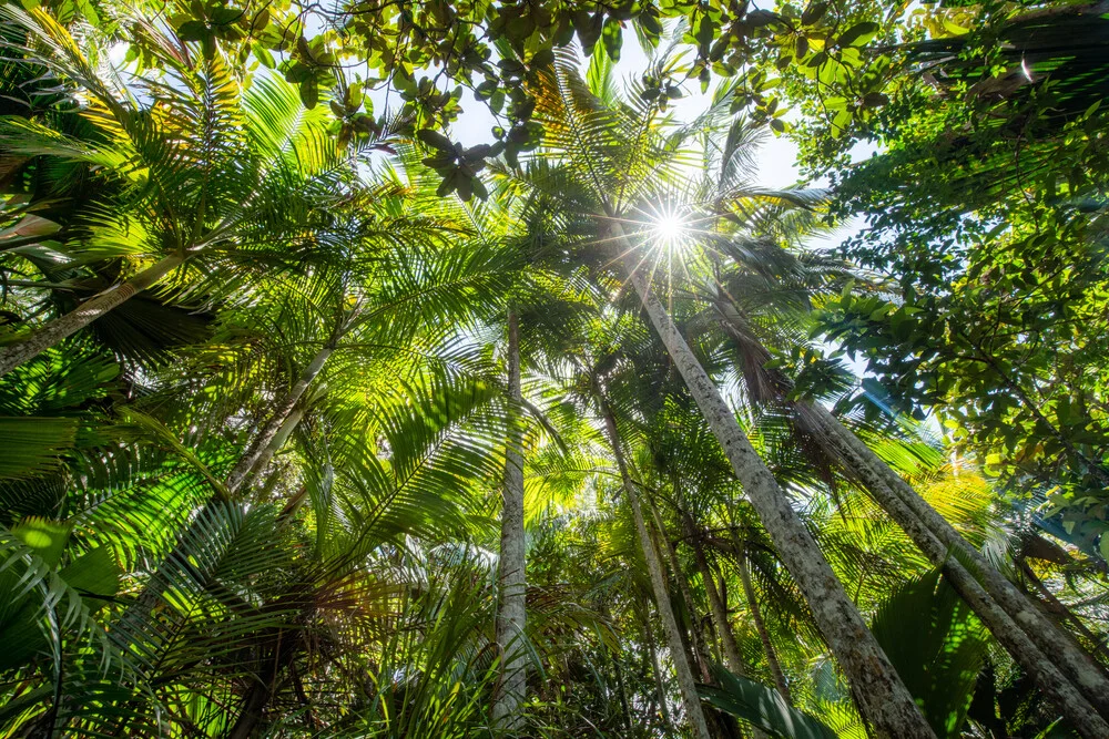 Tropical Rainforest - Fineart photography by Jan Becke