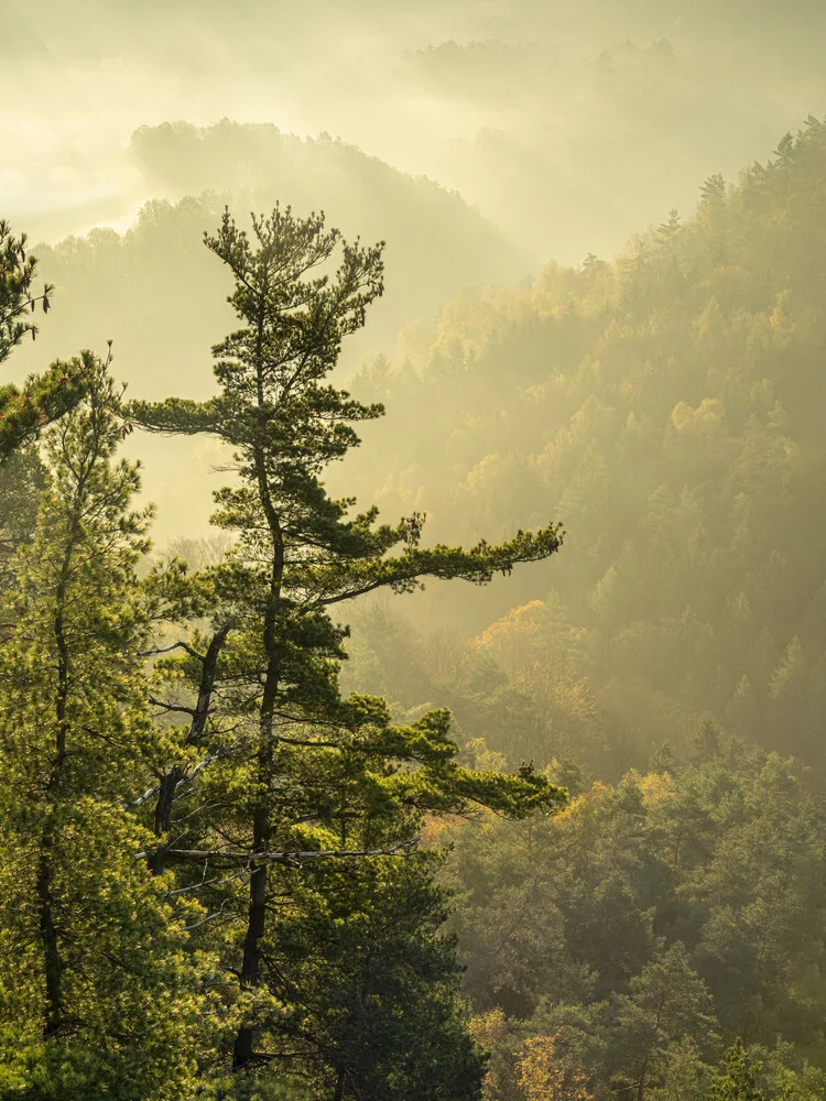 Basteiaussicht im Nebel Elbsandsteingebirge - fotokunst von Ronny Behnert