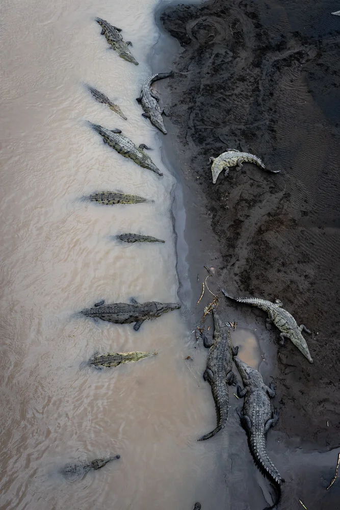 Peaceful lunch break of the dinosaurs - Fineart photography by Jens Brinkmann