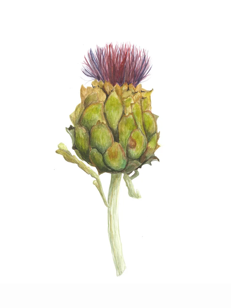 Mantika Botanical Artichoke - Fineart photography by Christina Wolff