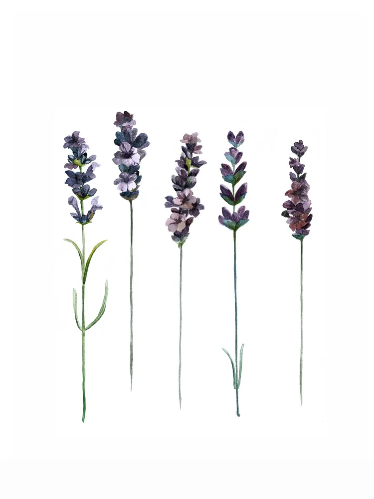 Mantika Botanical Lavendel - fotokunst von Christina Wolff