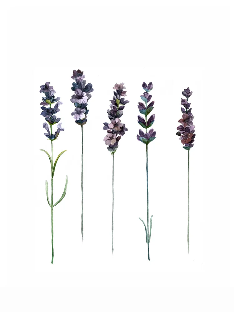 Mantika Botaincal Lavender - Fineart photography by Christina Wolff