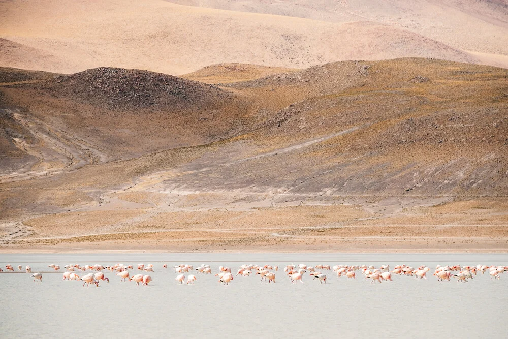 Flamingos in the Andes - fotokunst von Felix Dorn