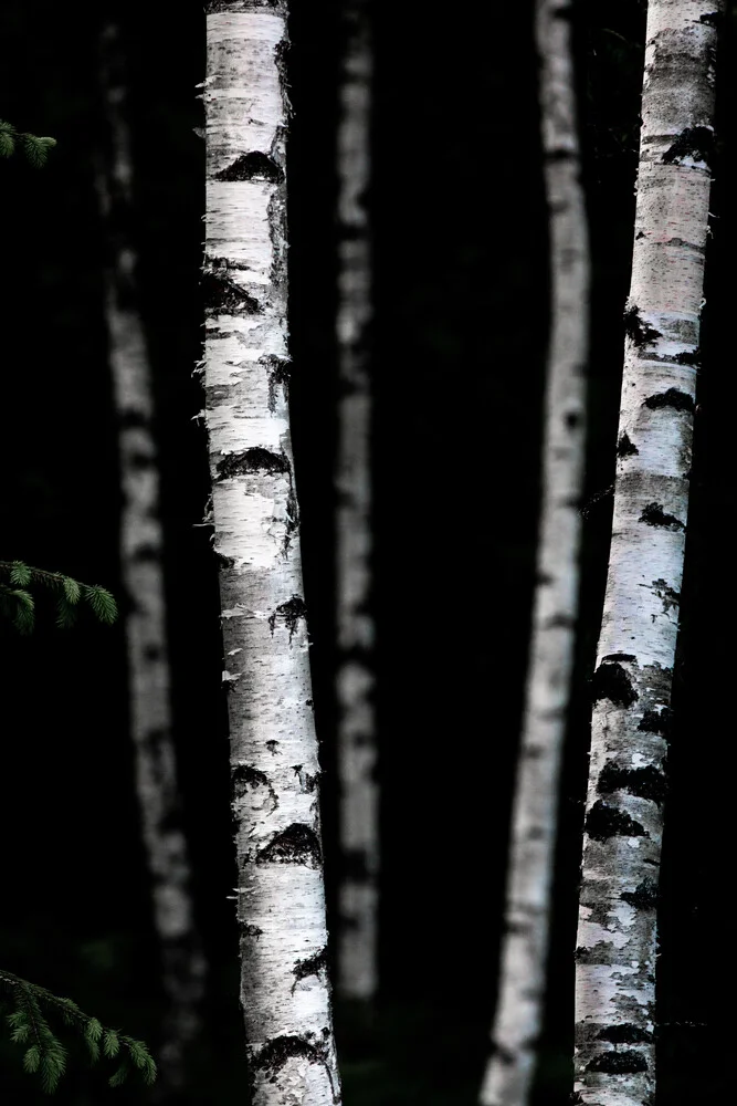 Birch Trees 5 - fotokunst von Mareike Böhmer