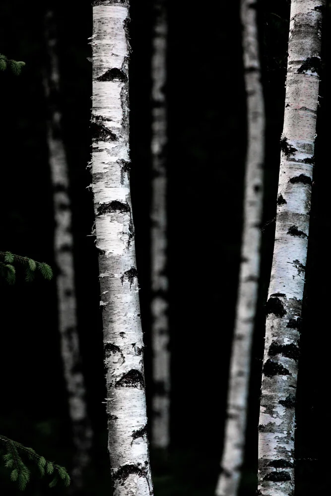 Birch Trees 5 - Fineart photography by Mareike Böhmer