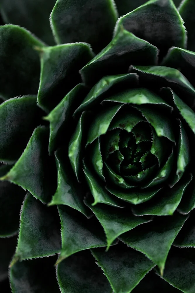 Succulent 2 - Fineart photography by Mareike Böhmer