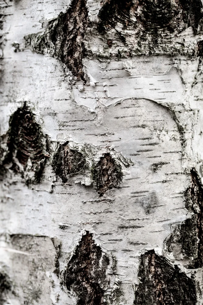 Birch Tree 2 - Fineart photography by Mareike Böhmer