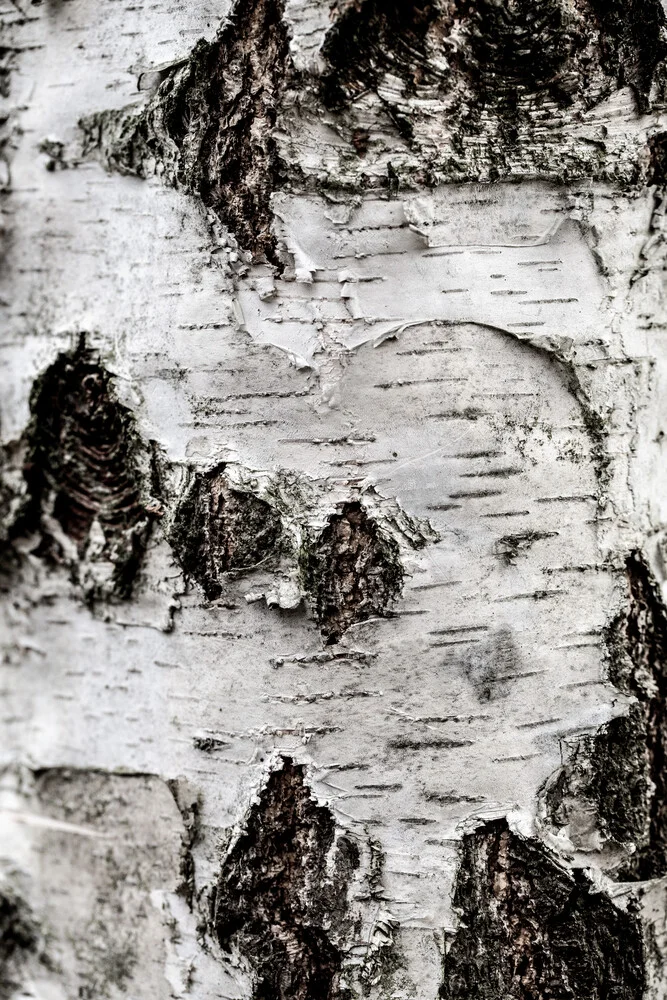 Birch Tree 2 - fotokunst von Mareike Böhmer