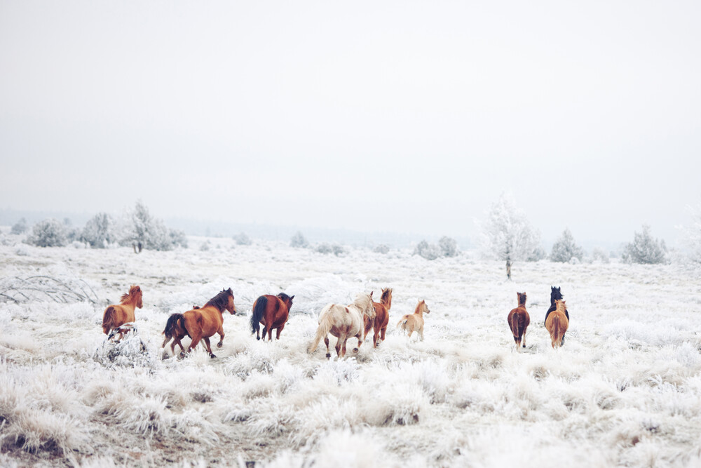 Winter Horseland - fotokunst von Kevin Russ