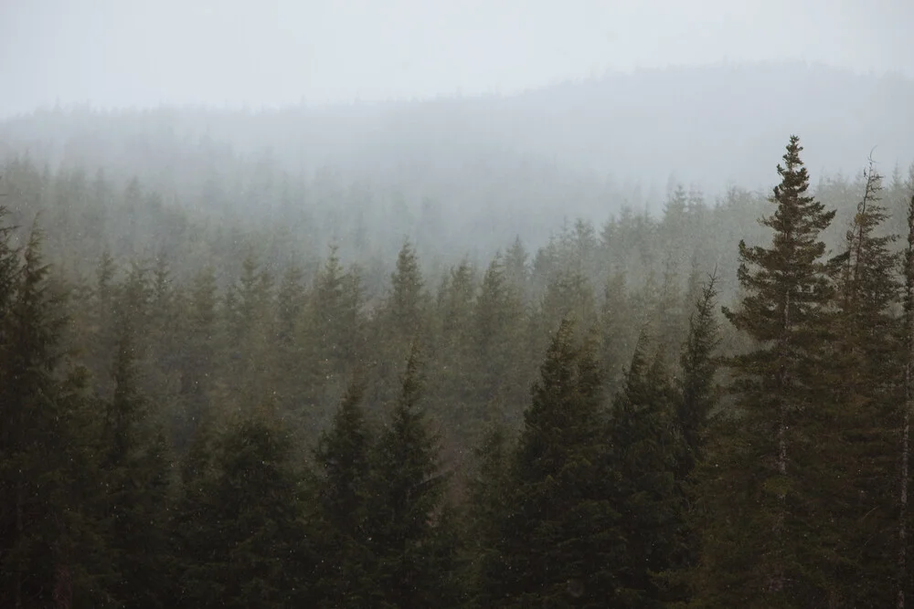 Snowy Forks Forest - Fineart photography by Kevin Russ