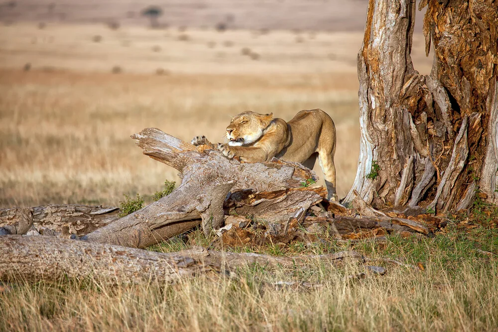 Lioness stretching - Fineart photography by Angelika Stern