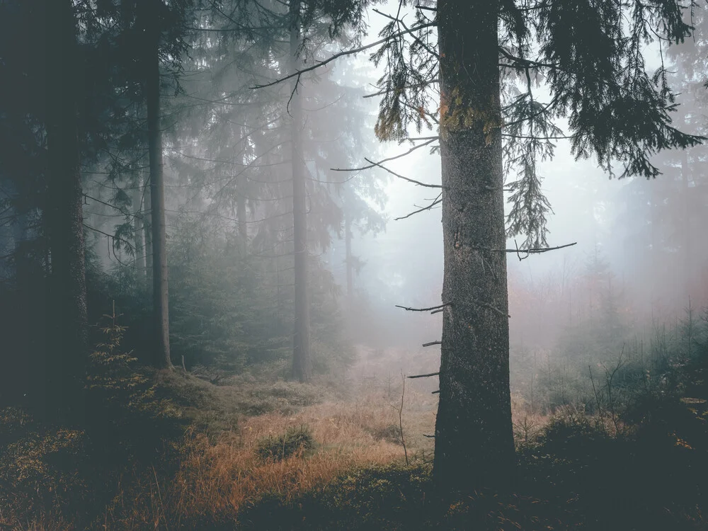 Enchanted Forest - Fineart photography by Sonja Lautner