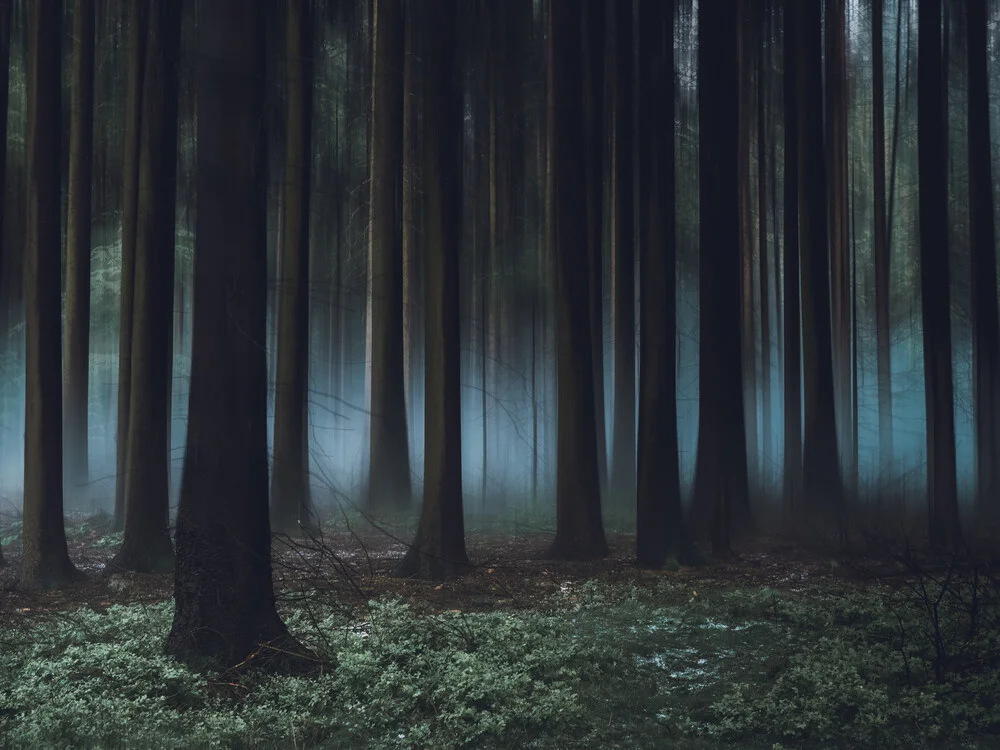 Fairytale forest - Fineart photography by Sonja Lautner