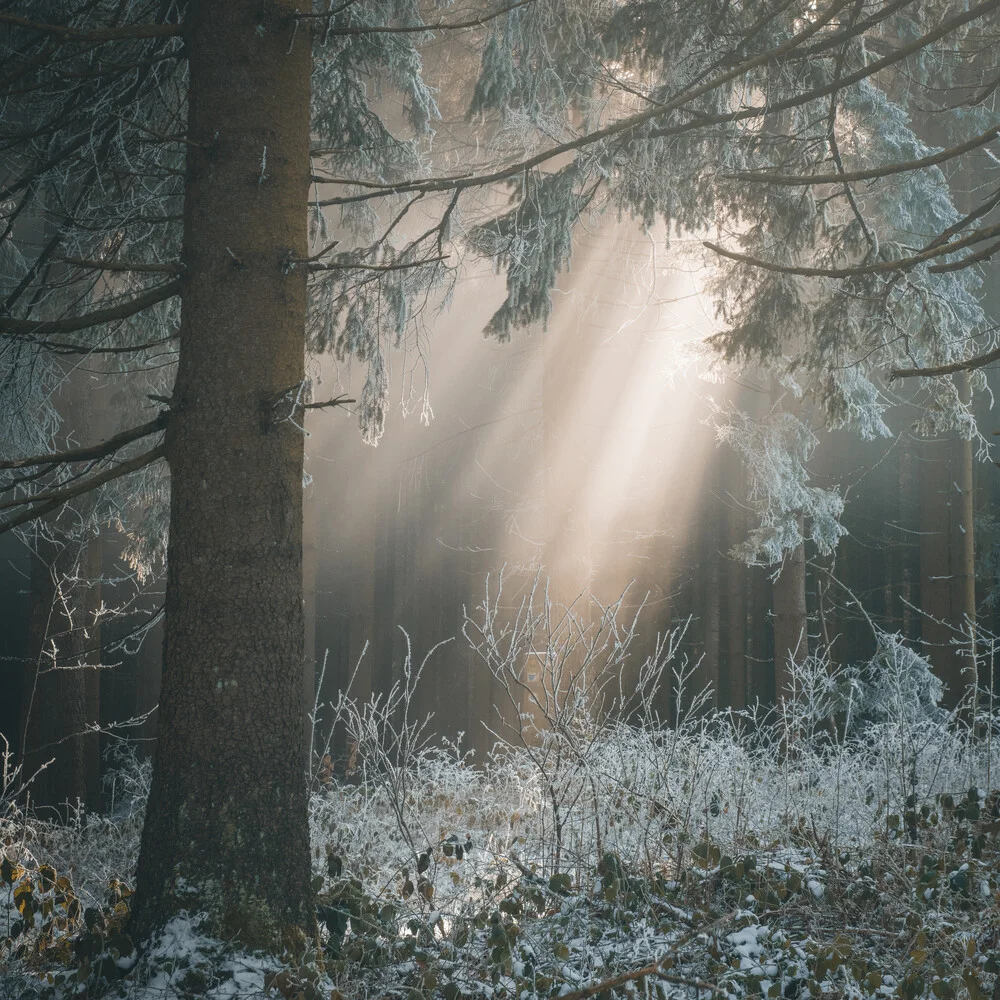 Magic light - fotokunst von Sonja Lautner