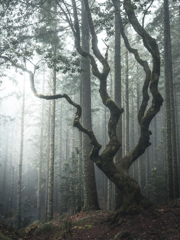 Der Baum - fotokunst von Sonja Lautner