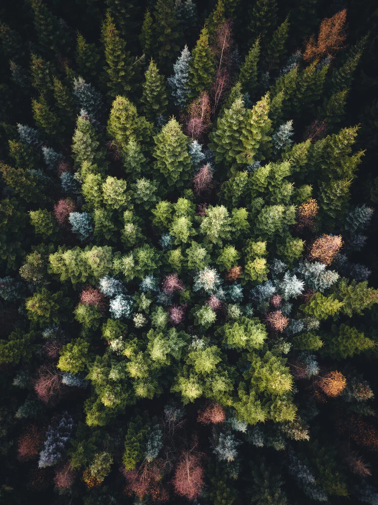 Colorful forest trees from above - Fineart photography by Lukas Saalfrank