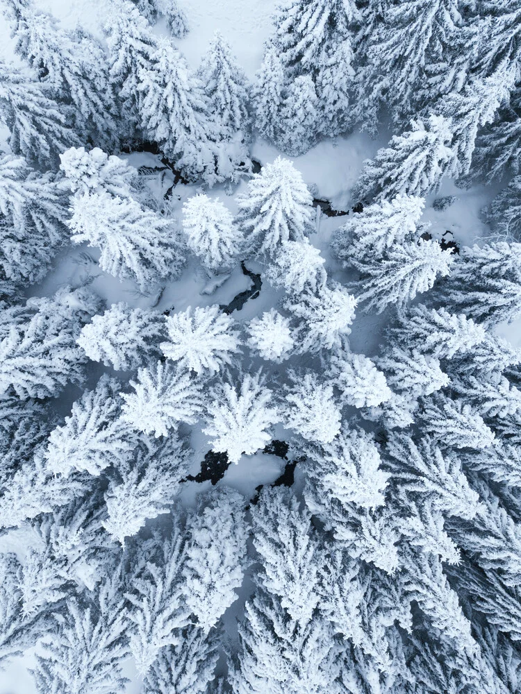 Schneebedeckte Bäume von oben im Winter - fotokunst von Lukas Saalfrank