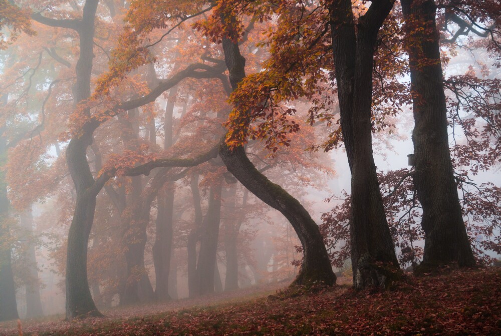Tor zum Herbst - fotokunst von Alex Wesche