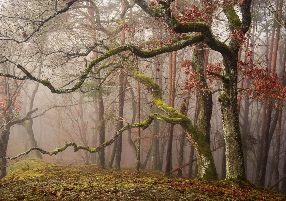 Synchronicity - Fineart photography by Alex Wesche