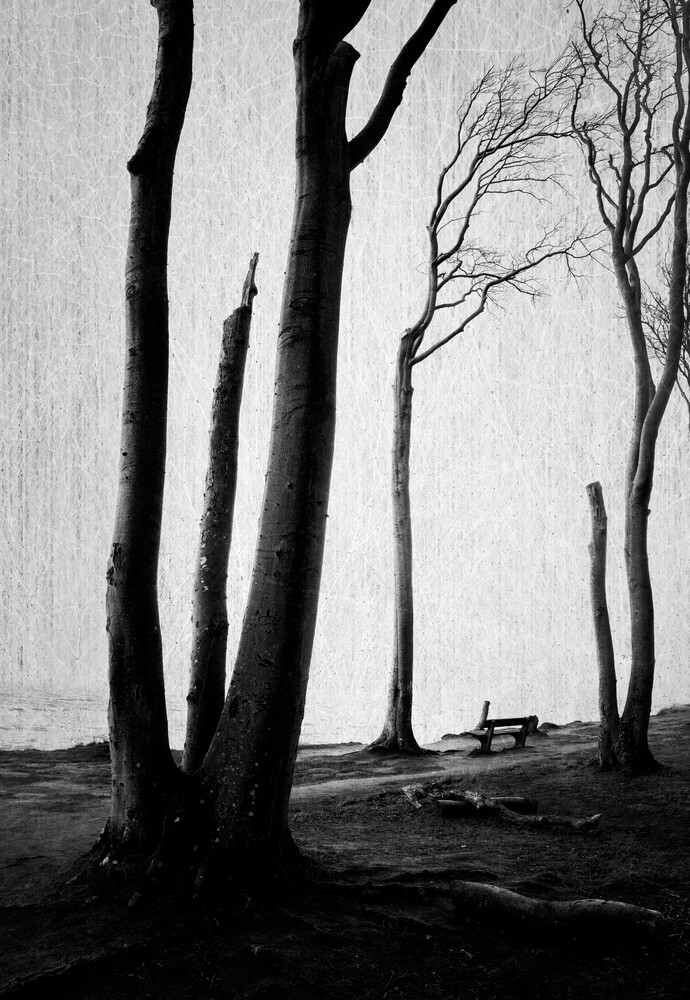 Ghost Forest - Fineart photography by Alex Wesche